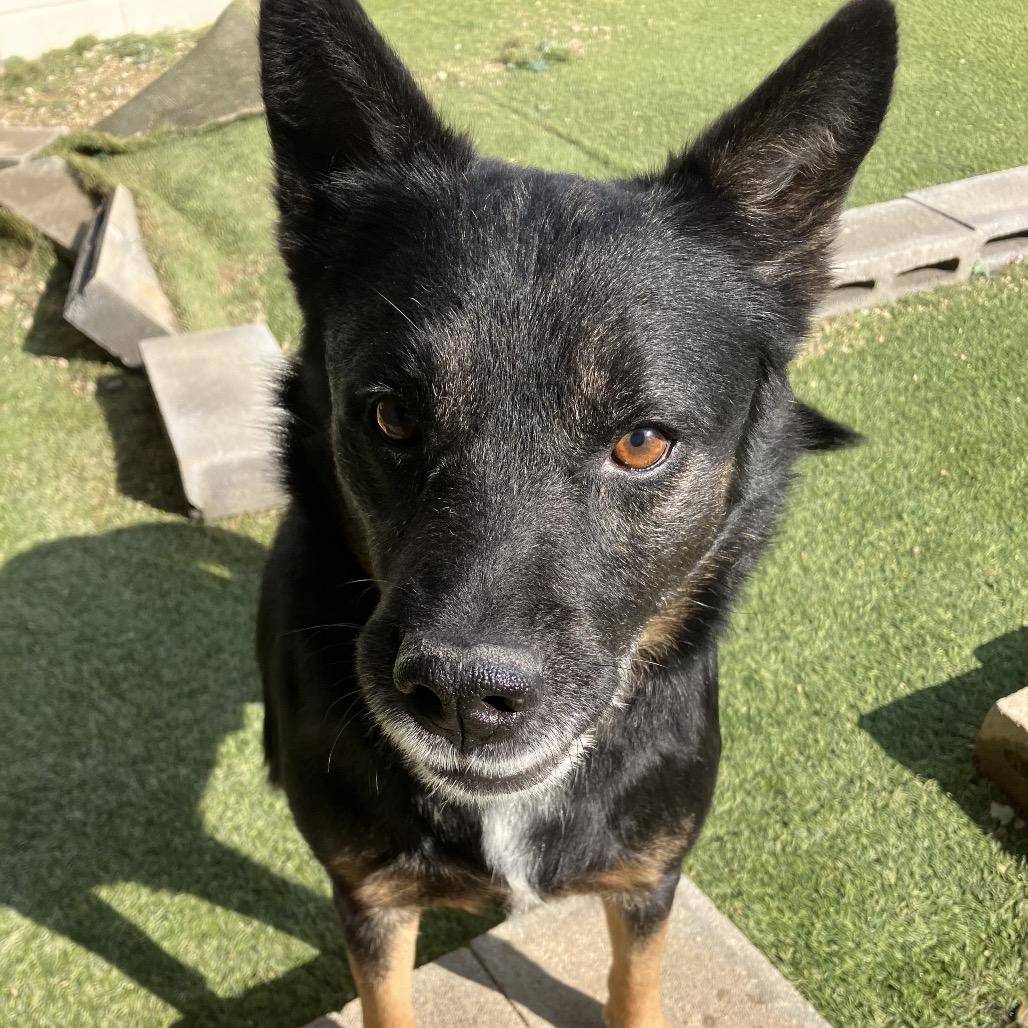 Enlarge Dart 8507, a Adoptable Mixed Breed in LOXAHATCHEE, FL image 2/5