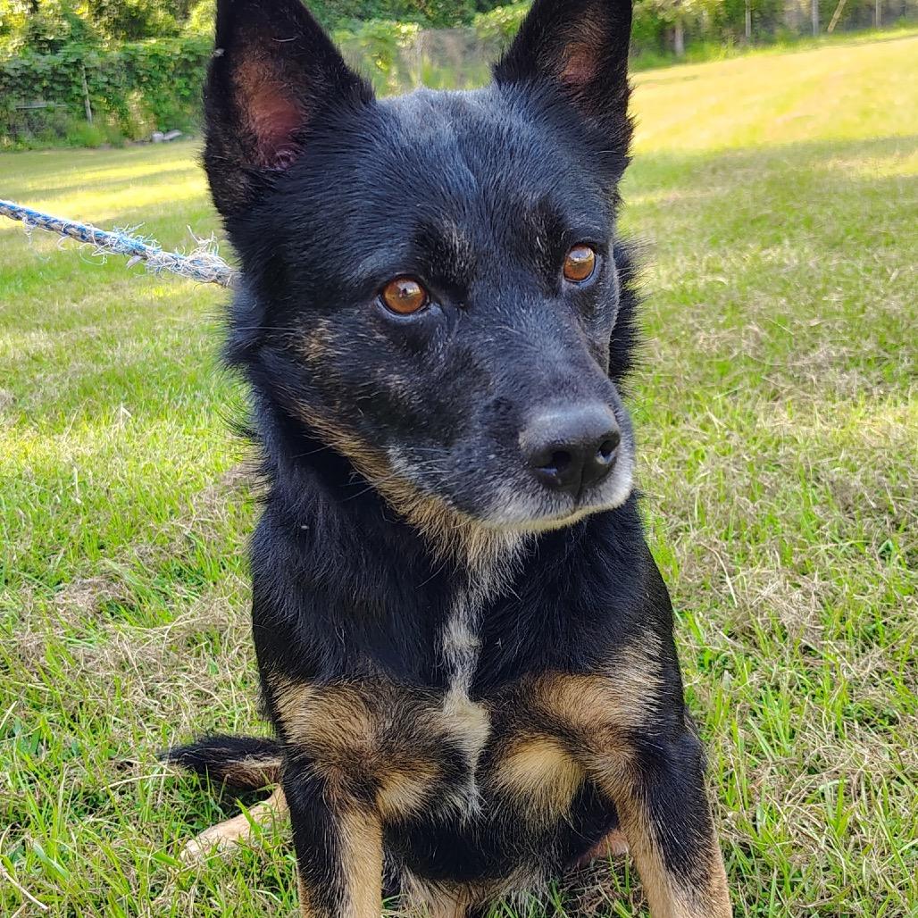 Enlarge Dart 8507, a Adoptable Mixed Breed in LOXAHATCHEE, FL image 3/5