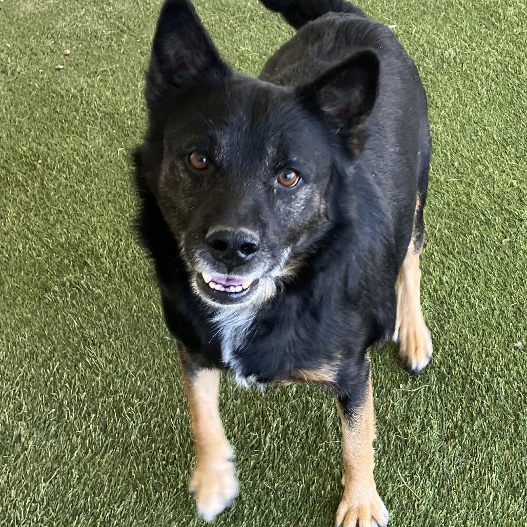 Enlarge Dart 8507, a Adoptable Mixed Breed in LOXAHATCHEE, FL image 4/5