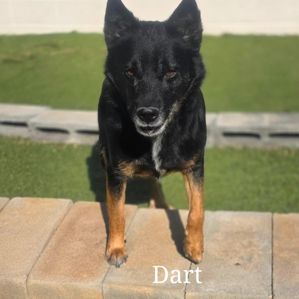 Enlarge Dart 8507, a Adoptable Mixed Breed in LOXAHATCHEE, FL image 5/5
