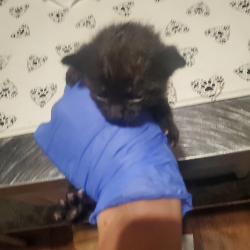 Colton, Adoptable, Kitten Male Domestic Short Hair.