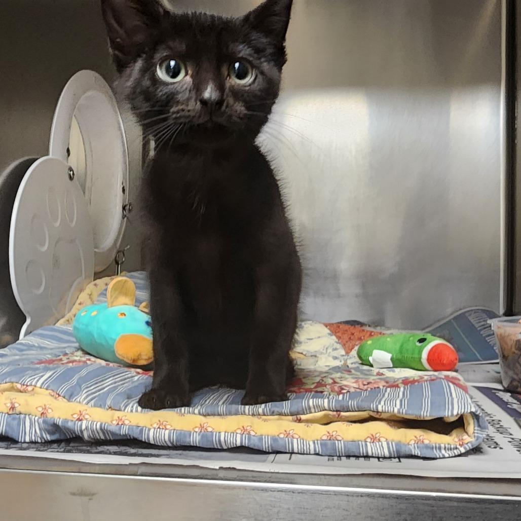 Enlarge Colton, a Adoptable Domestic Short Hair in Milton, FL image 2/2