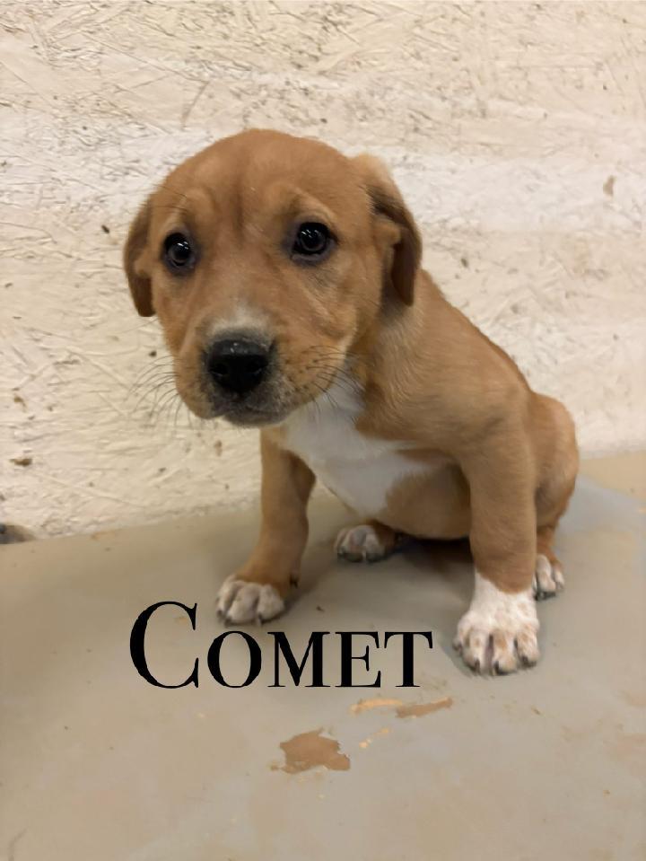 Christmas Puppies, a Adoptable mixed breed in Craig, CO image 1/4