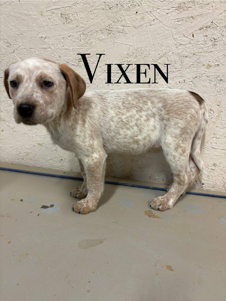 Christmas Puppies, Adoptable, Puppy Female Australian Cattle Dog / Blue Heeler & Pit Bull Terrier.