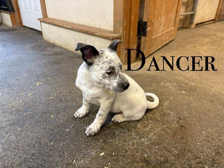 Christmas Puppies, a Adoptable mixed breed in Craig, CO image 3/4