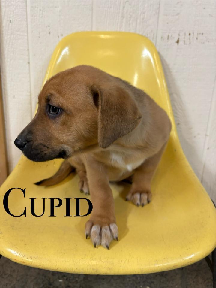Christmas Puppies, a Adoptable mixed breed in Craig, CO image 4/4