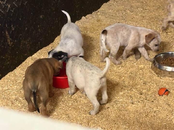 Christmas Puppies, Adoptable, Puppy Female Australian Cattle Dog / Blue Heeler & Pit Bull Terrier.