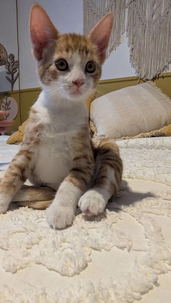 Max, Adoptable, Kitten Male Domestic Short Hair.