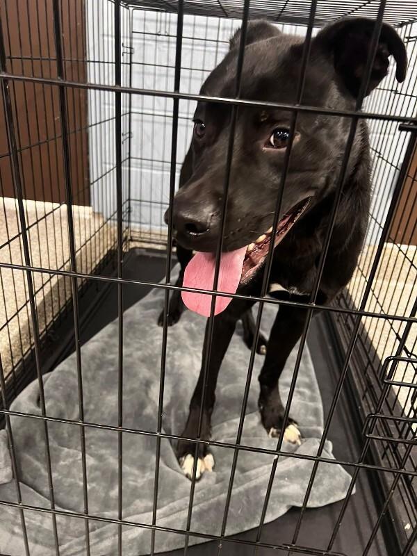 Enlarge Roper, a Adoptable mixed breed in Georgetown, OH image 1/2