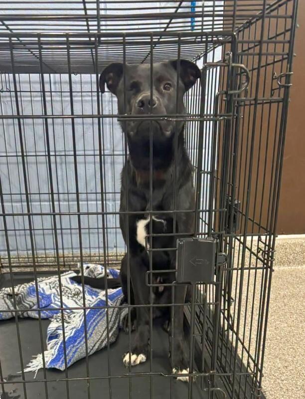 Enlarge Roper, a Adoptable mixed breed in Georgetown, OH image 2/2