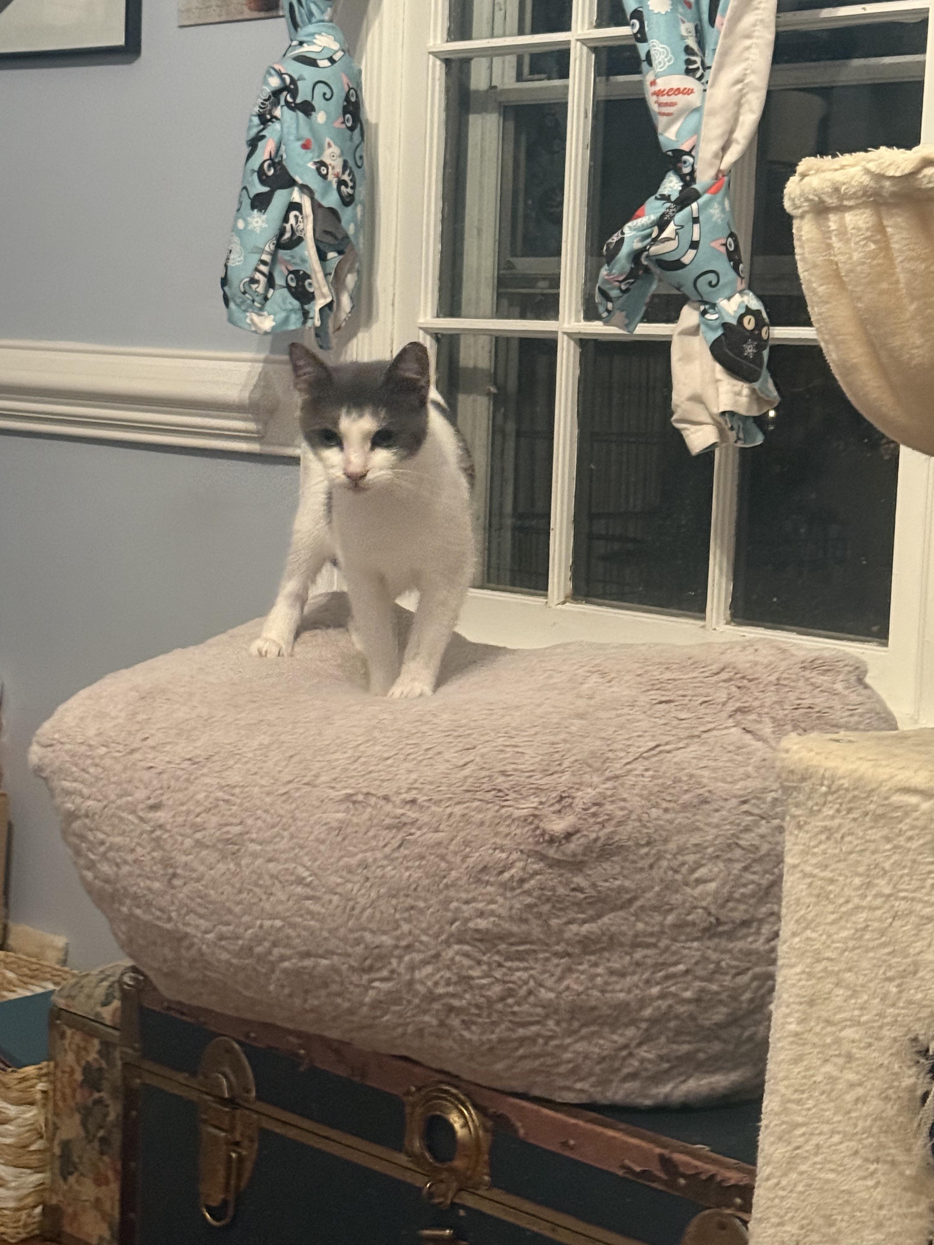 Enlarge Mama Dottie, a Adoptable American Shorthair in North Chesterfield, VA image 2/3
