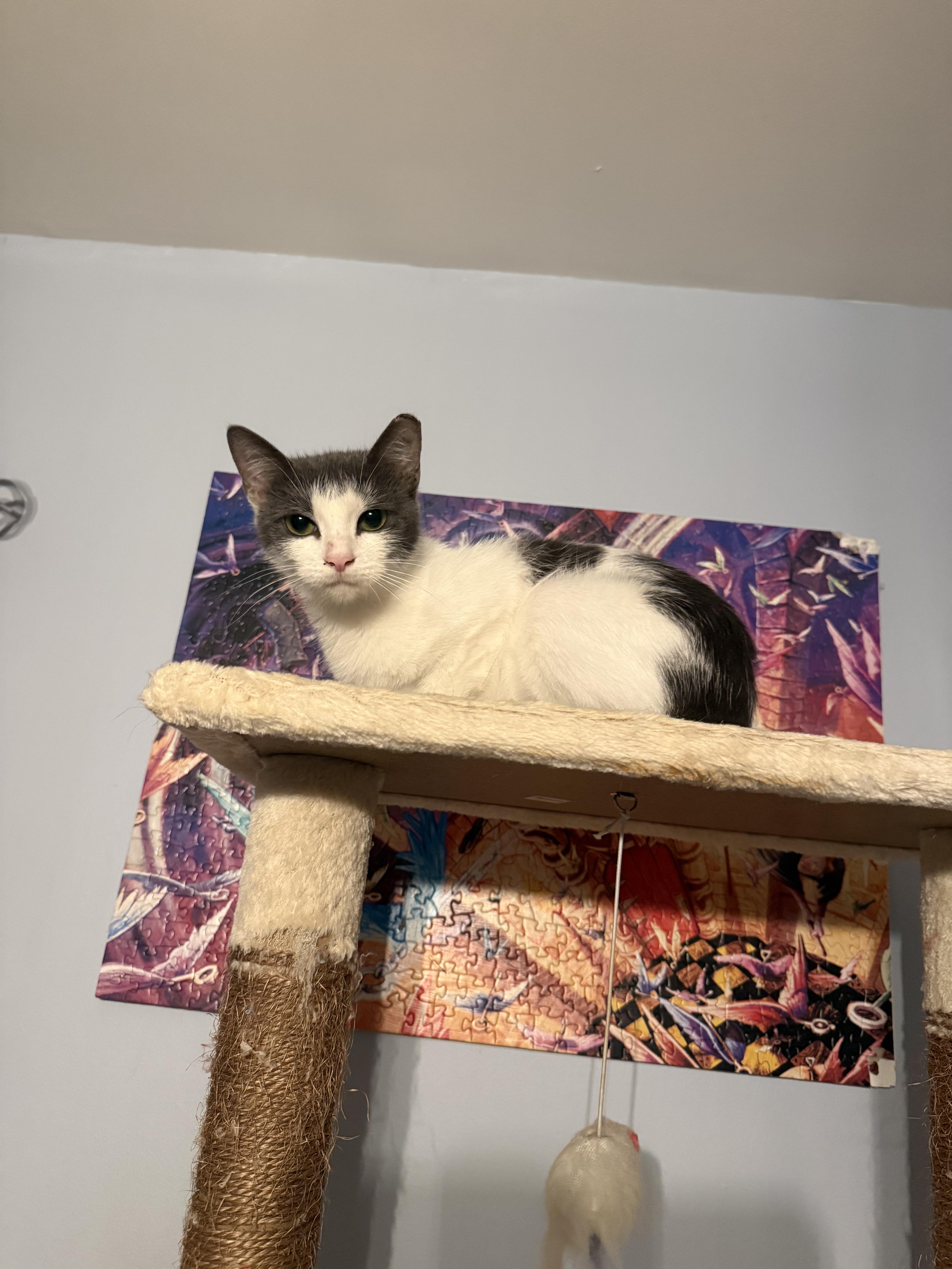 Mama Dottie, Adoptable, Young Female American Shorthair.