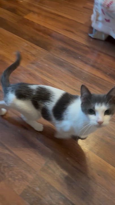 Enlarge Mama Dottie, a Adoptable American Shorthair in North Chesterfield, VA video 3/3