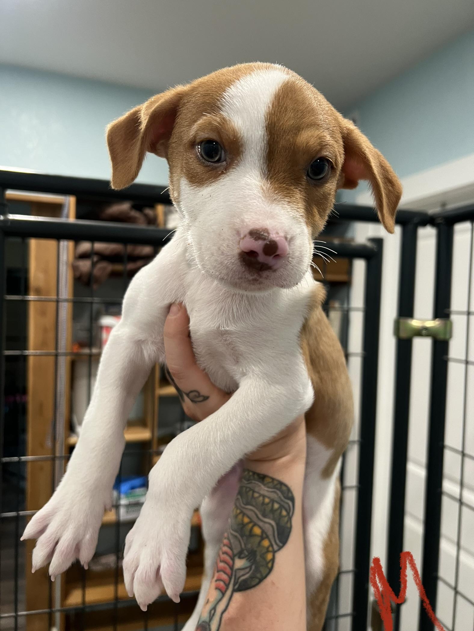 Swiss, ADOPTABLE, Puppy Male Hound & Shepherd.