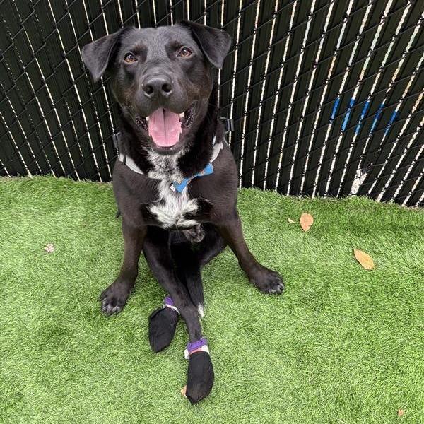 Enlarge Coal, a Adoptable mixed breed in Manchester, CT image 1/6