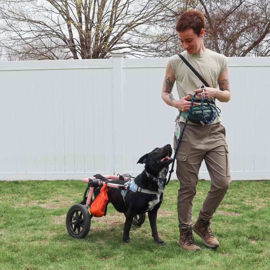 Enlarge Coal, a Adoptable mixed breed in Manchester, CT image 3/6
