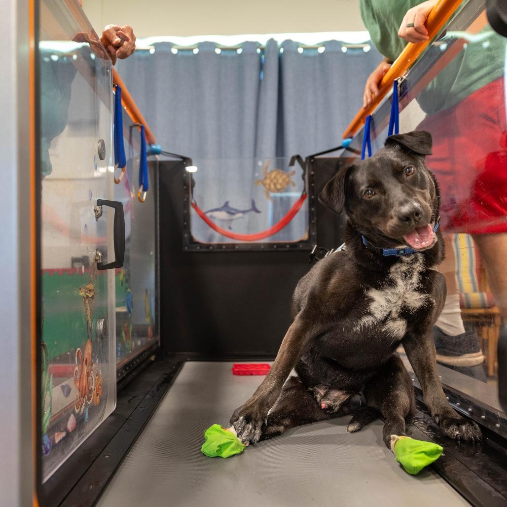 Enlarge Coal, a Adoptable mixed breed in Manchester, CT image 4/6