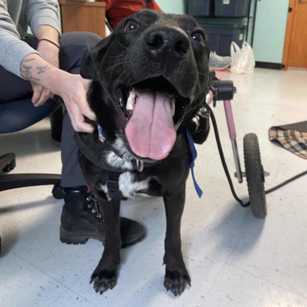 Enlarge Coal, a Adoptable mixed breed in Manchester, CT image 5/6