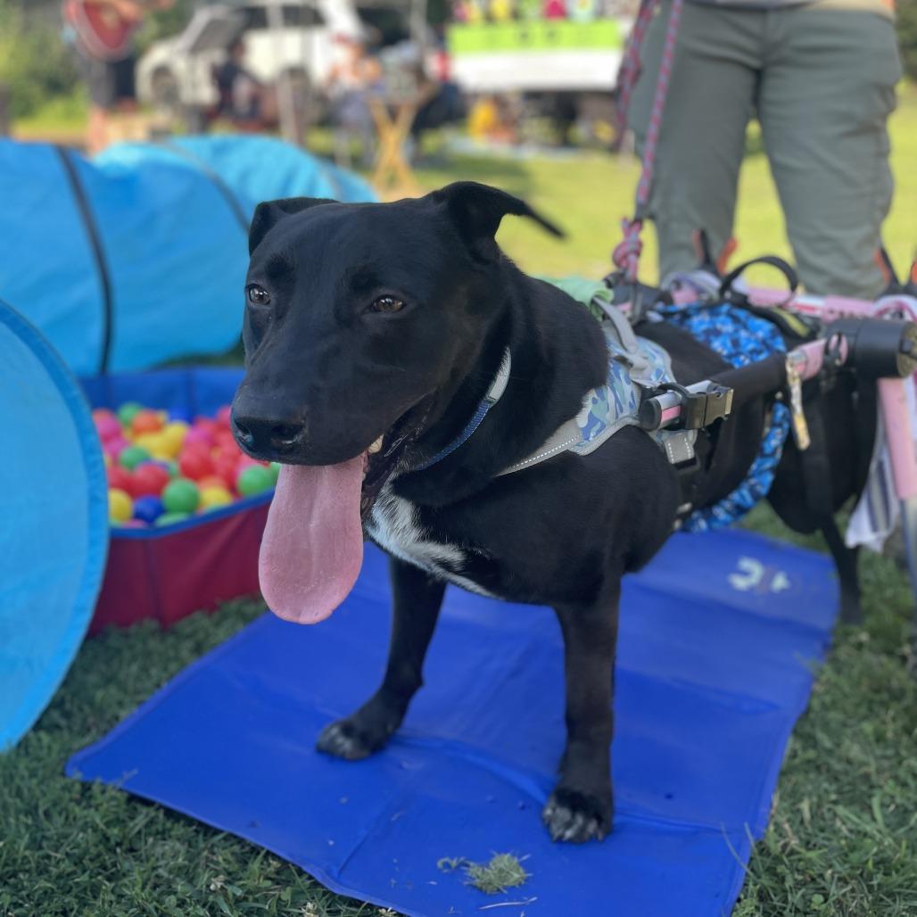 Enlarge Coal, a Adoptable mixed breed in Manchester, CT image 6/6