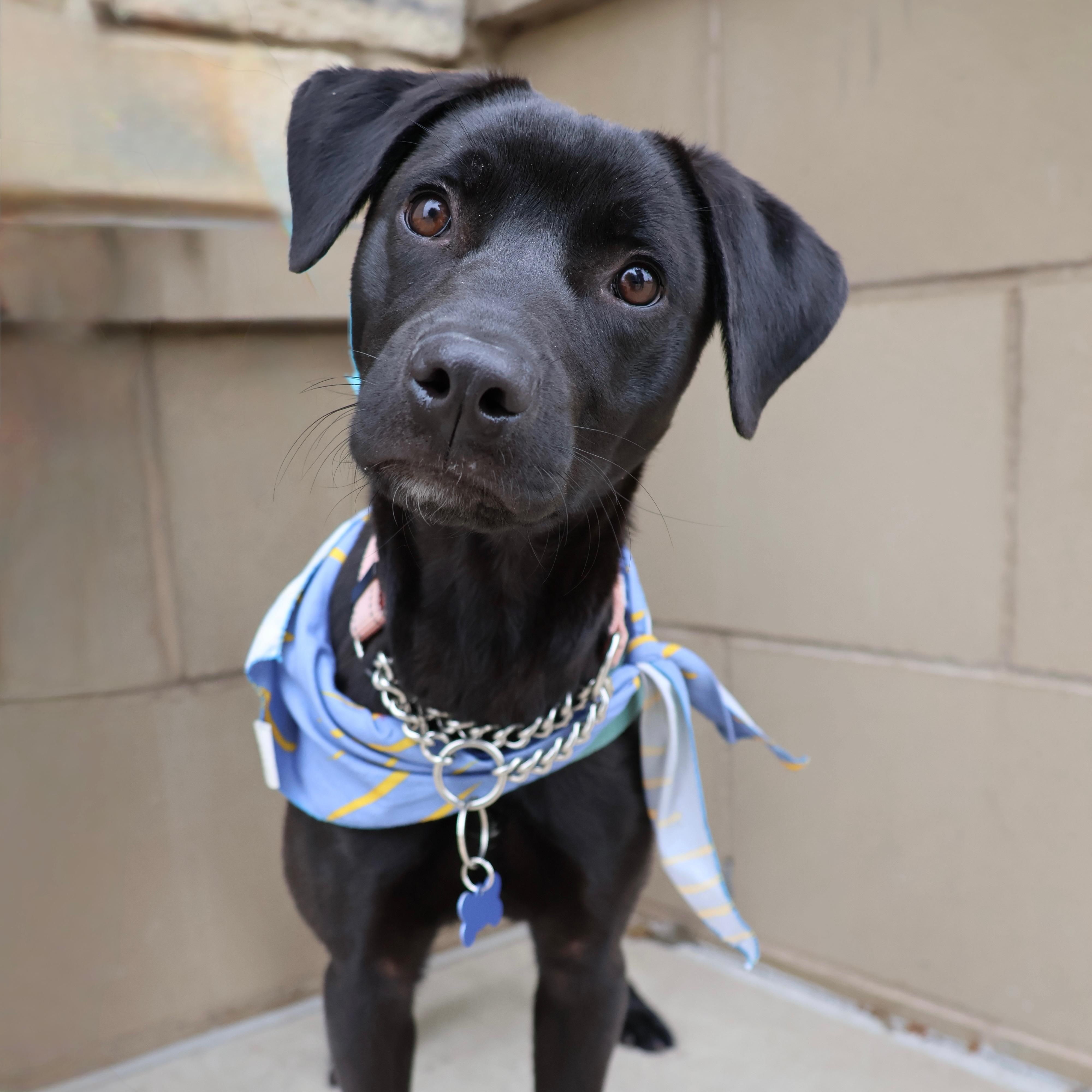 Carl, adopted, Young Male Labrador Retriever & Black Labrador Retriever.