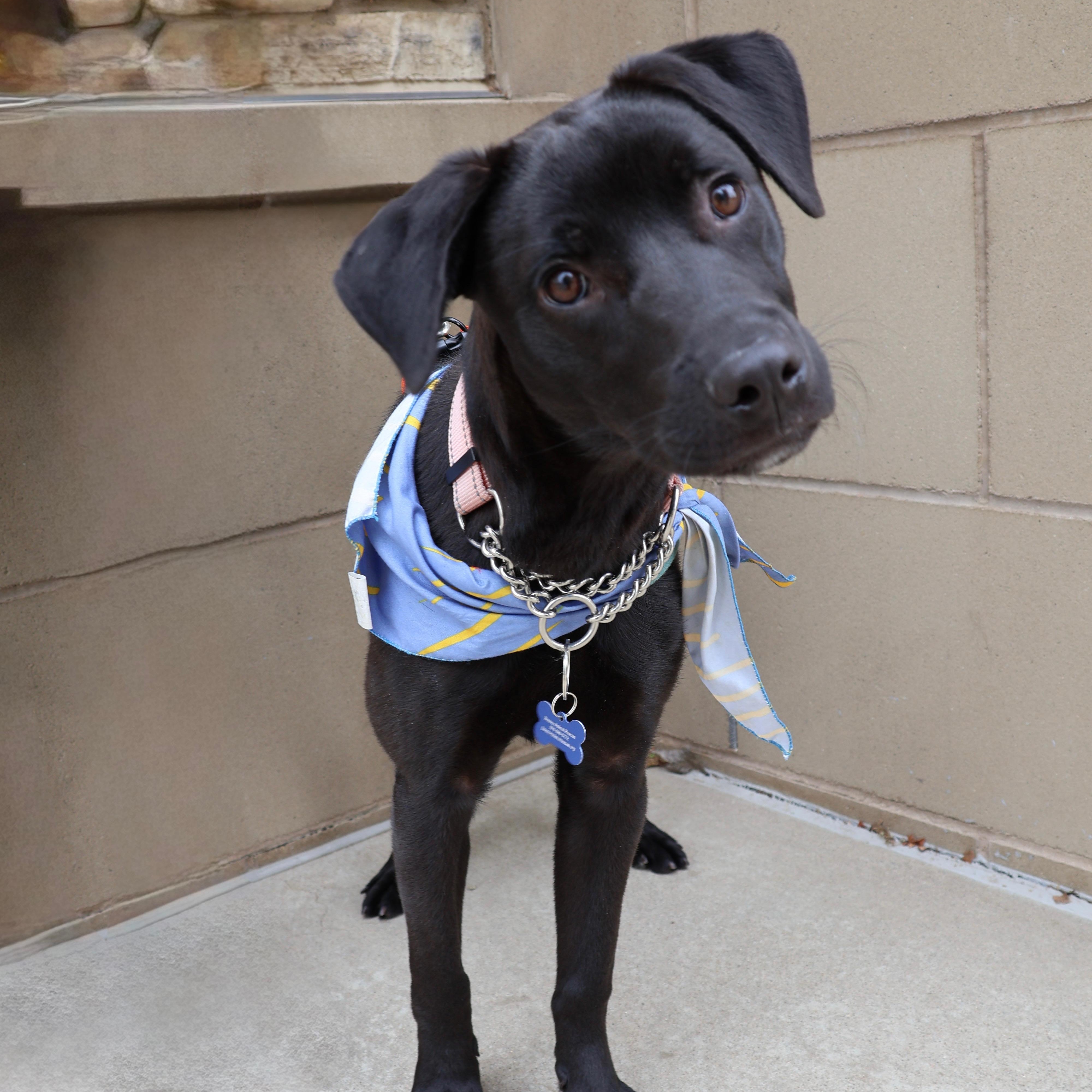 Enlarge Carl, an adopted mixed breed in Fort Collins, CO image 5/6
