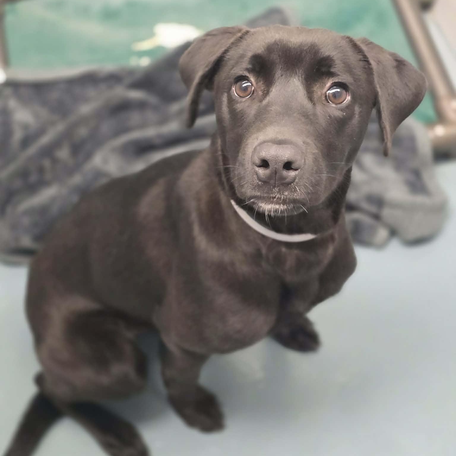 Enlarge Carl, an adopted mixed breed in Fort Collins, CO image 3/6