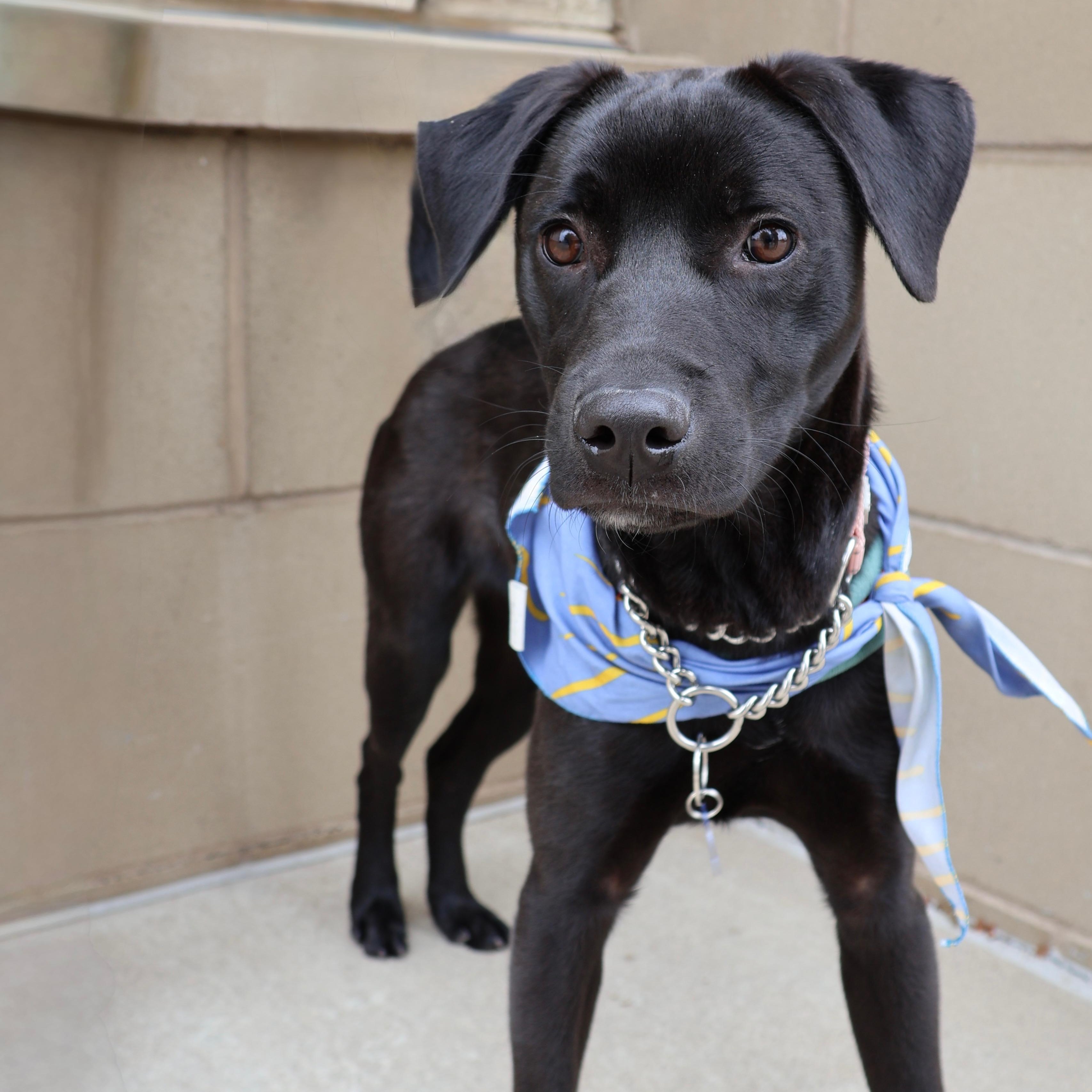 Enlarge Carl, an adopted mixed breed in Fort Collins, CO image 4/6
