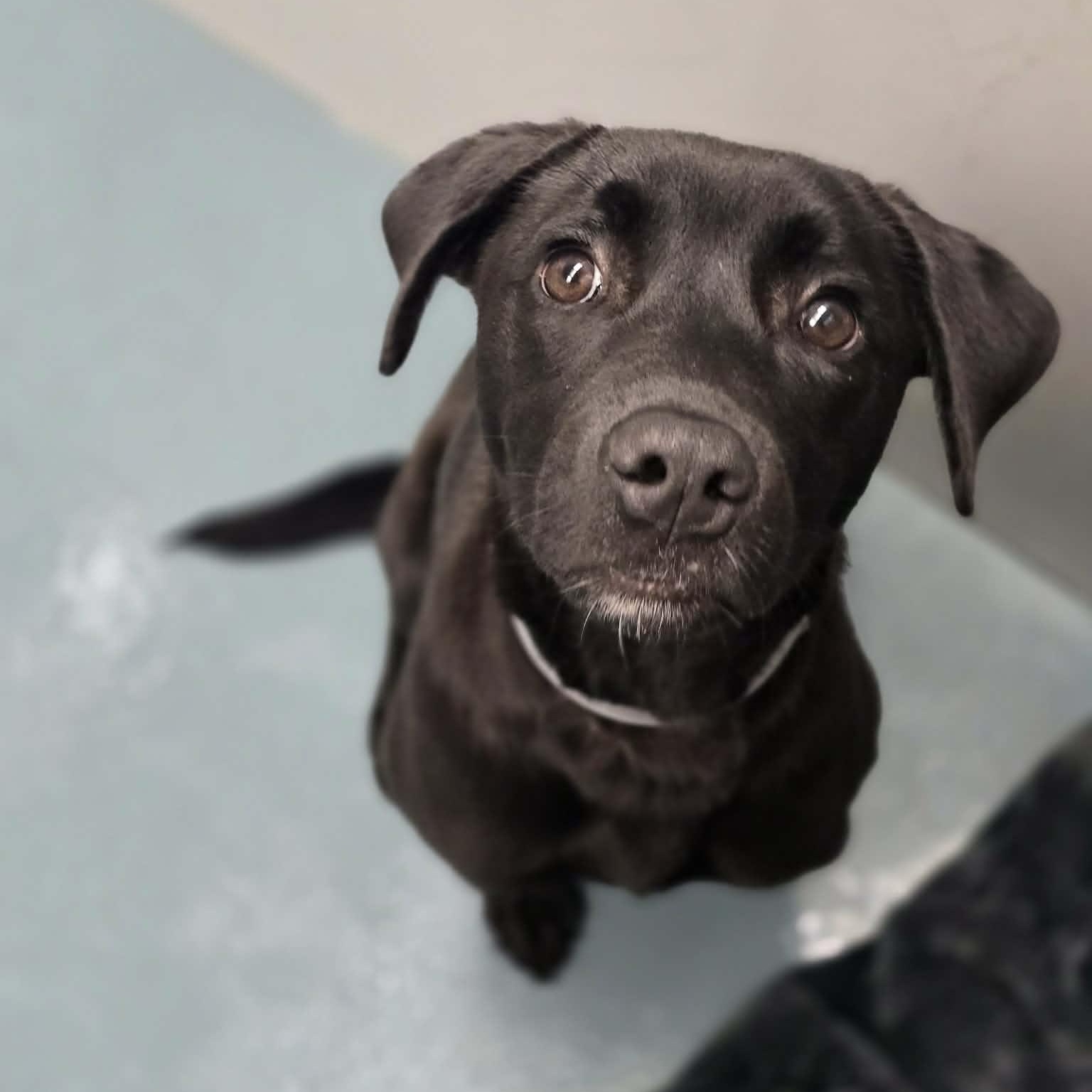 Enlarge Carl, an adopted mixed breed in Fort Collins, CO image 6/6