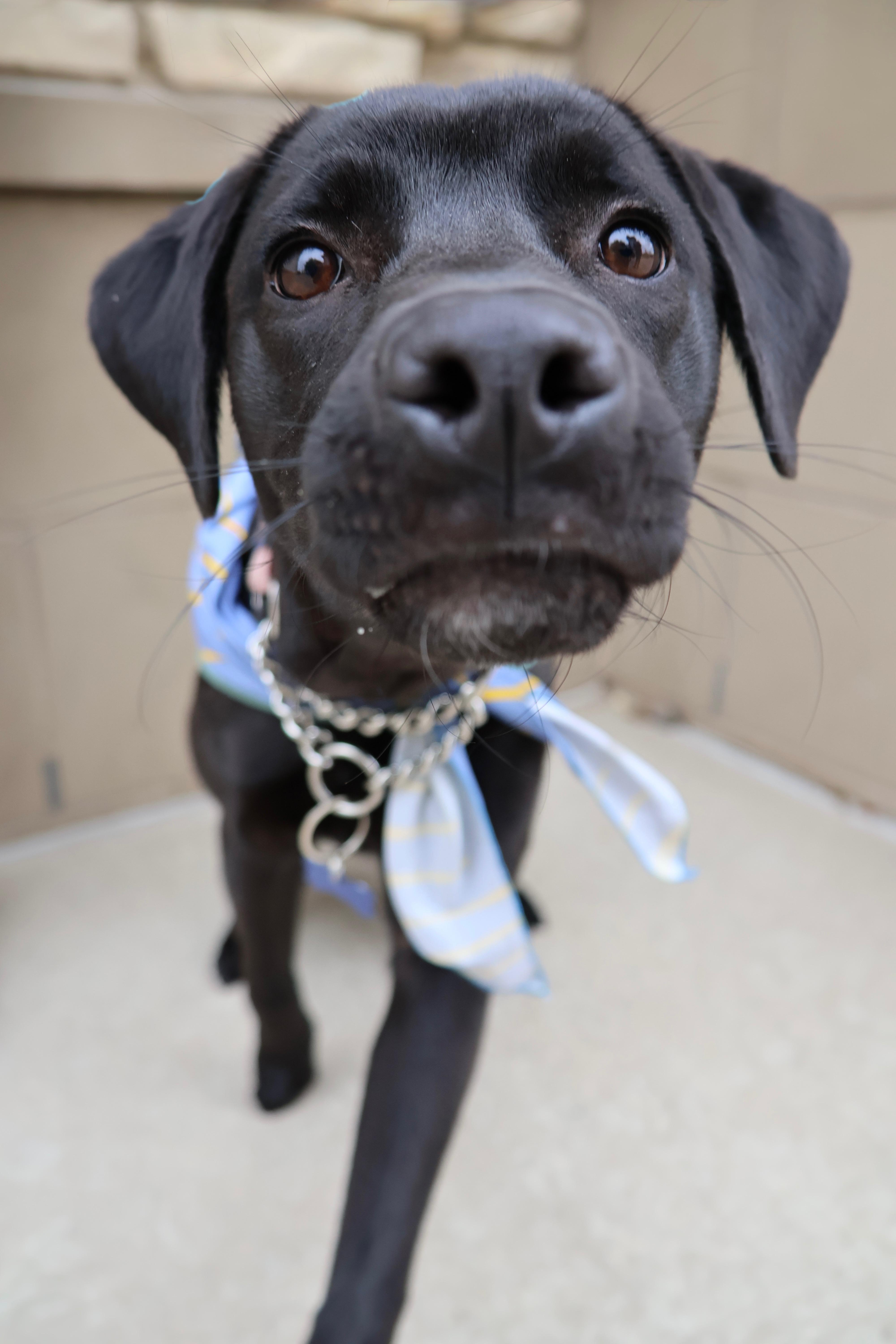 Enlarge Carl, an adopted mixed breed in Fort Collins, CO image 2/6