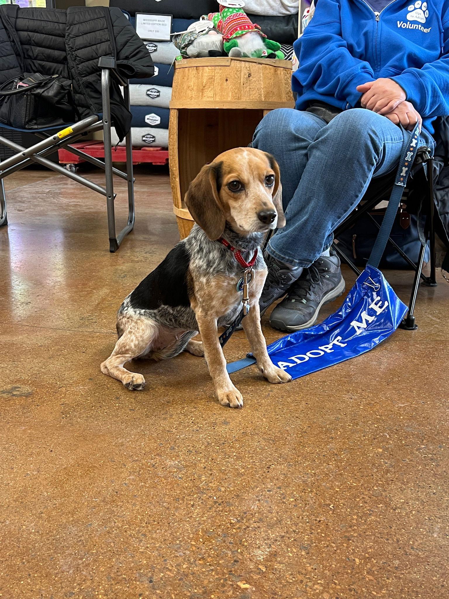 Diamond, Adopted, Adult Female Beagle.