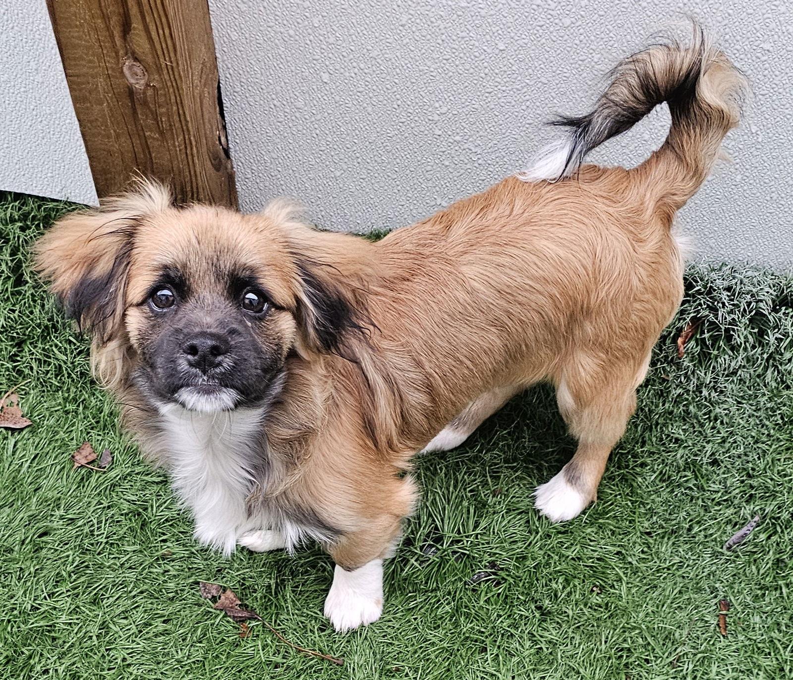 Astro- the wonder dog