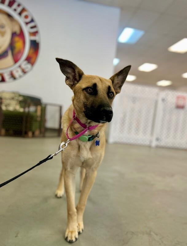 Enlarge Skyler, a Adoptable mixed breed in Van Nuys, CA image 1/6