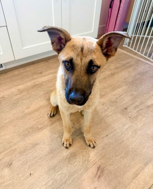 Skyler, a Adoptable mixed breed in Van Nuys, CA image 3/6