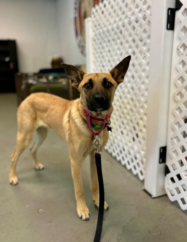Enlarge Skyler, a Adoptable mixed breed in Van Nuys, CA image 2/6