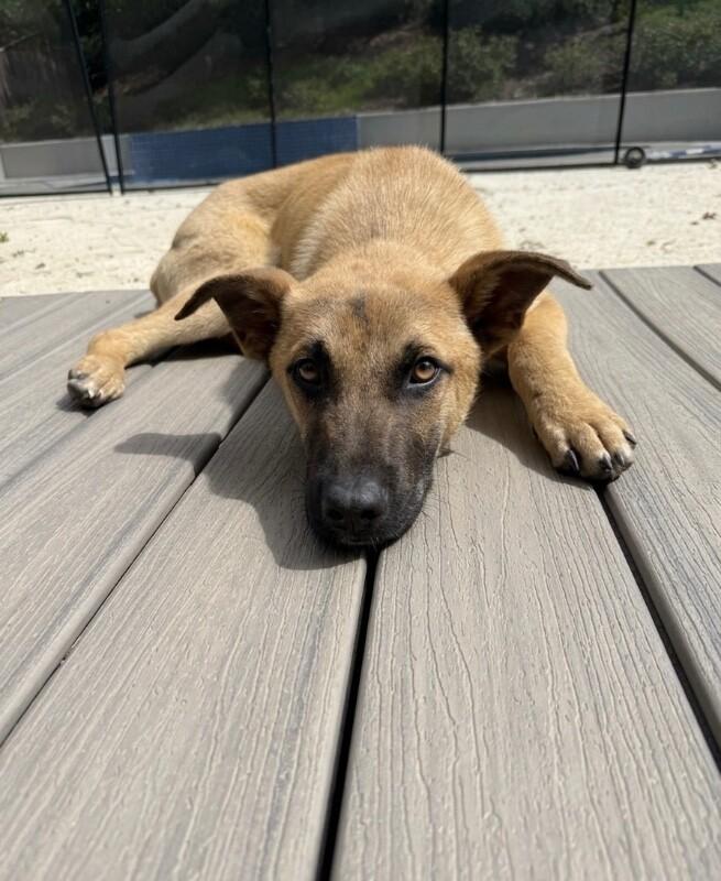 Skyler, a Adoptable mixed breed in Van Nuys, CA image 4/6