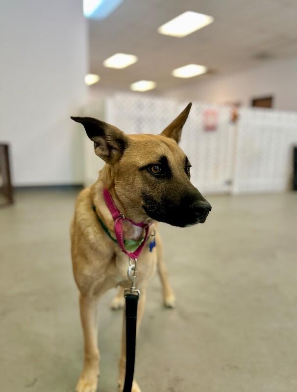 Enlarge Skyler, a Adoptable mixed breed in Van Nuys, CA image 3/6
