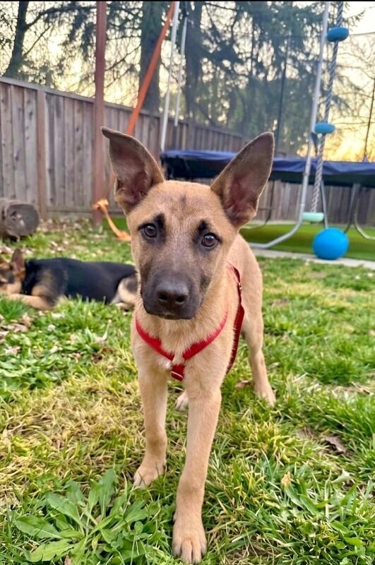 Skyler, a Adoptable mixed breed in Van Nuys, CA image 1/6