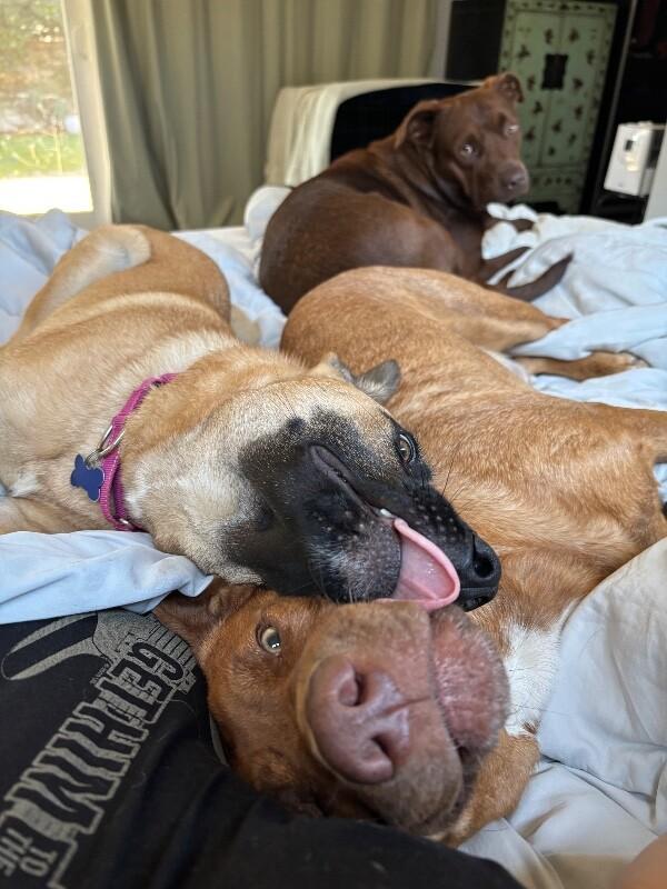 Enlarge Skyler, a Adoptable mixed breed in Van Nuys, CA image 5/6