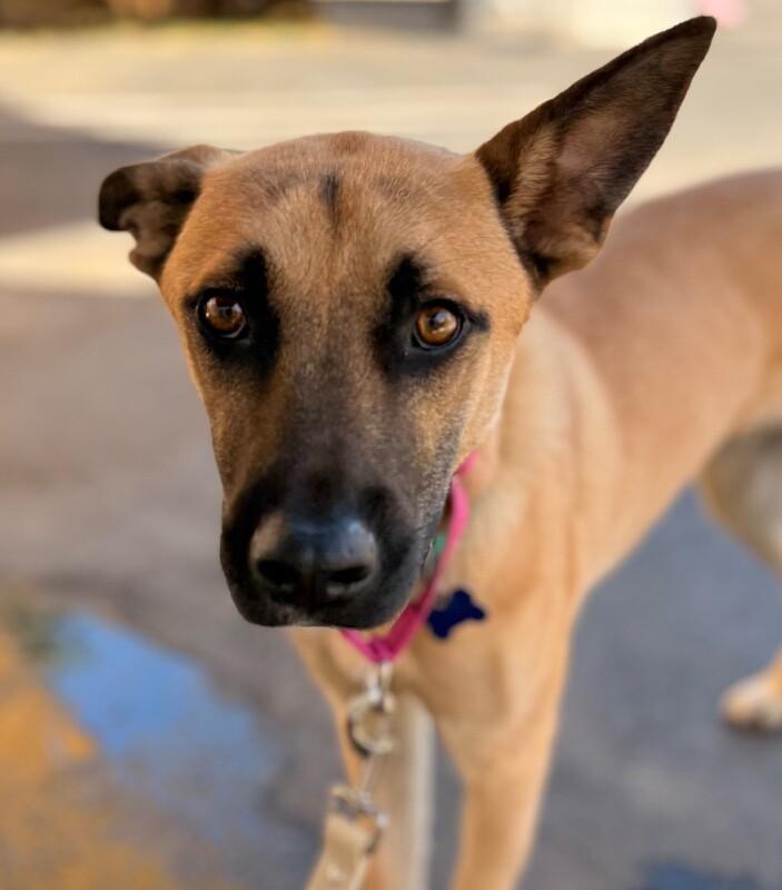 Enlarge Skyler, a Adoptable mixed breed in Van Nuys, CA image 6/6