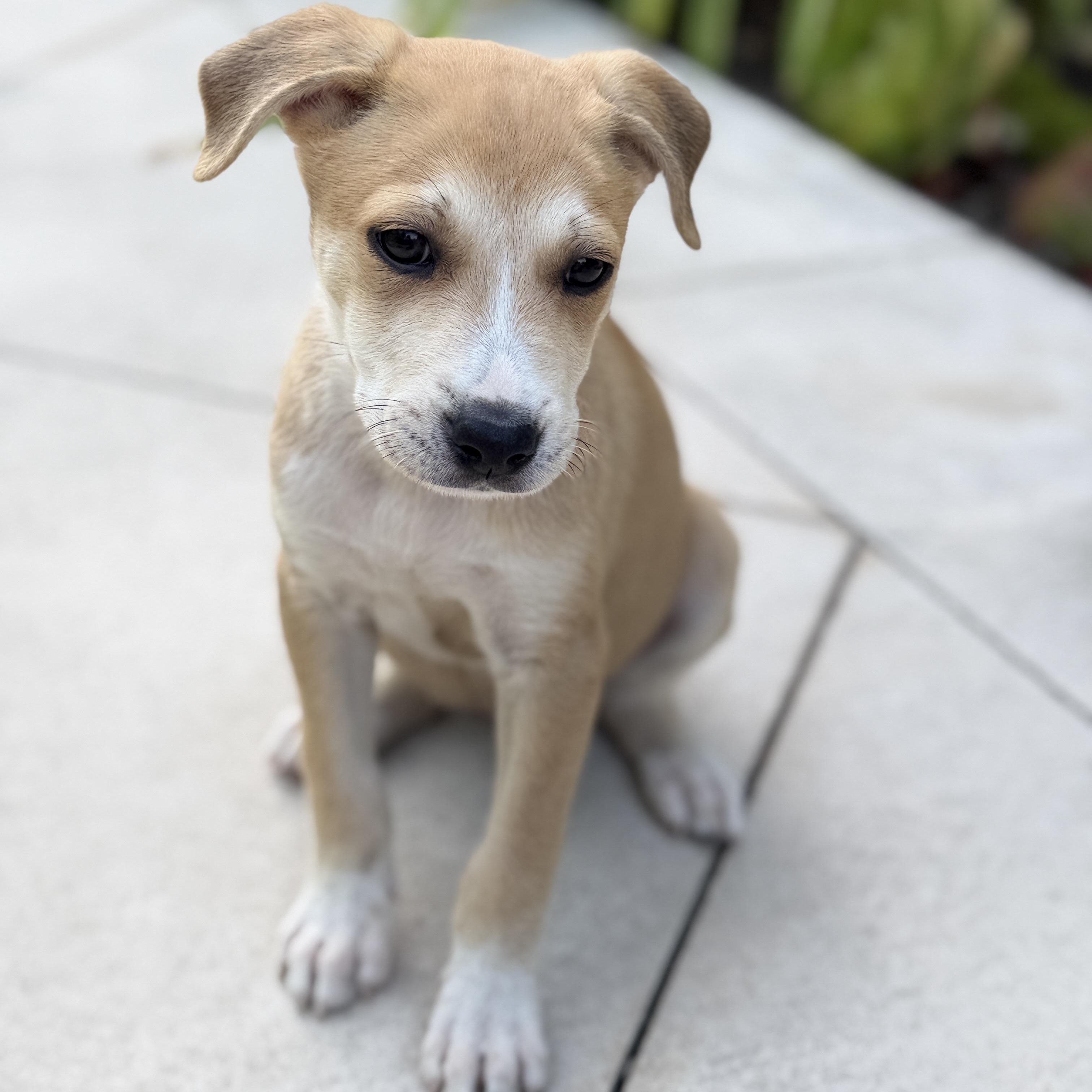 Enlarge Angel and Cindy, a Adoptable mixed breed in Santa Barbara, CA image 2/6