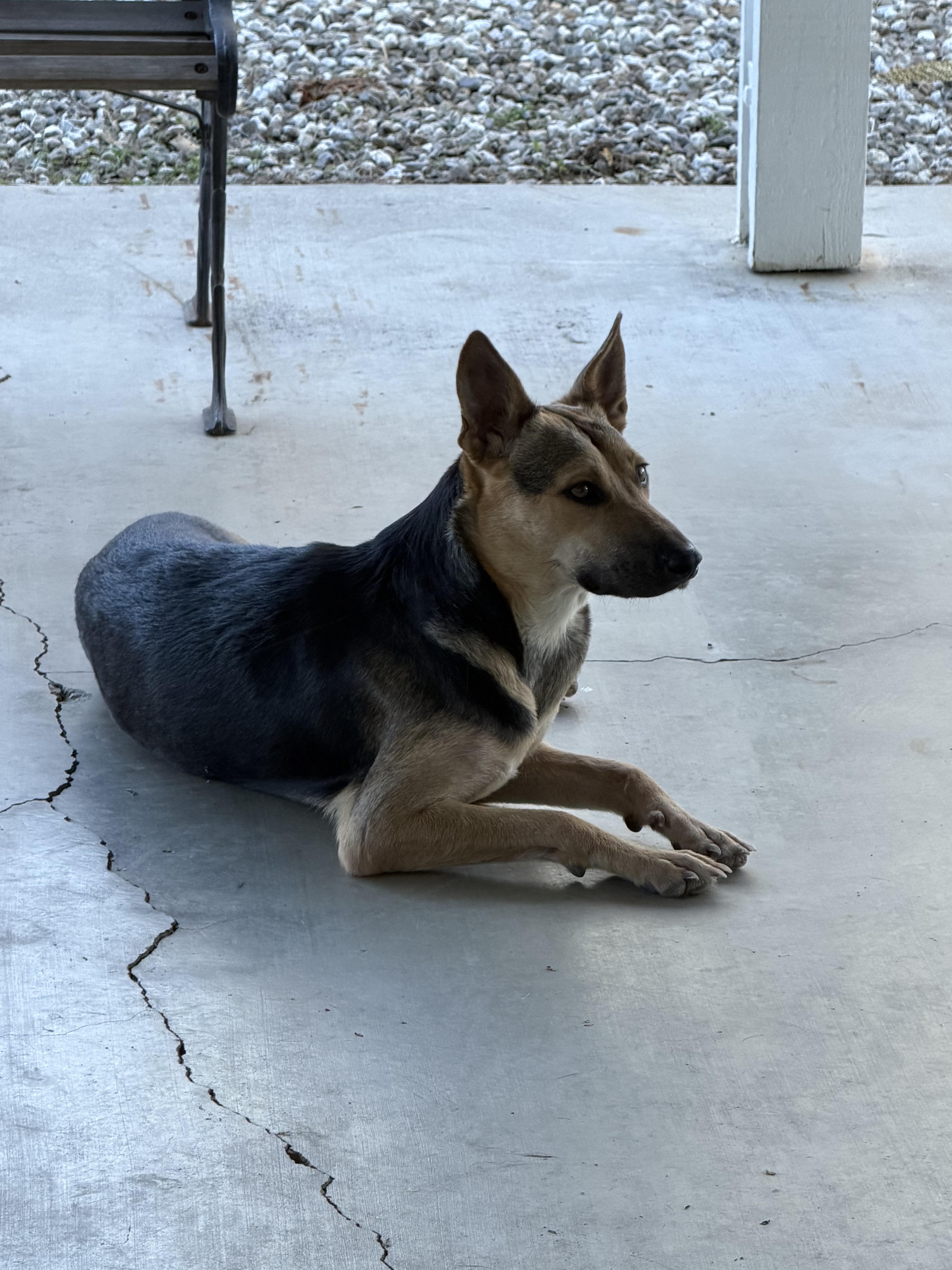 Enlarge Angel and Cindy, a Adoptable mixed breed in Santa Barbara, CA image 6/6