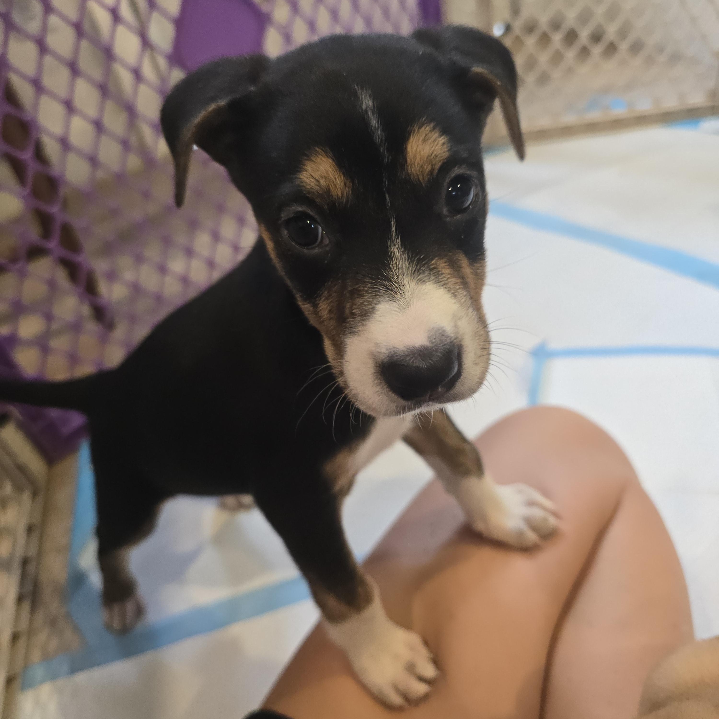 Enlarge Angel and Cindy, a Adoptable mixed breed in Santa Barbara, CA image 3/6