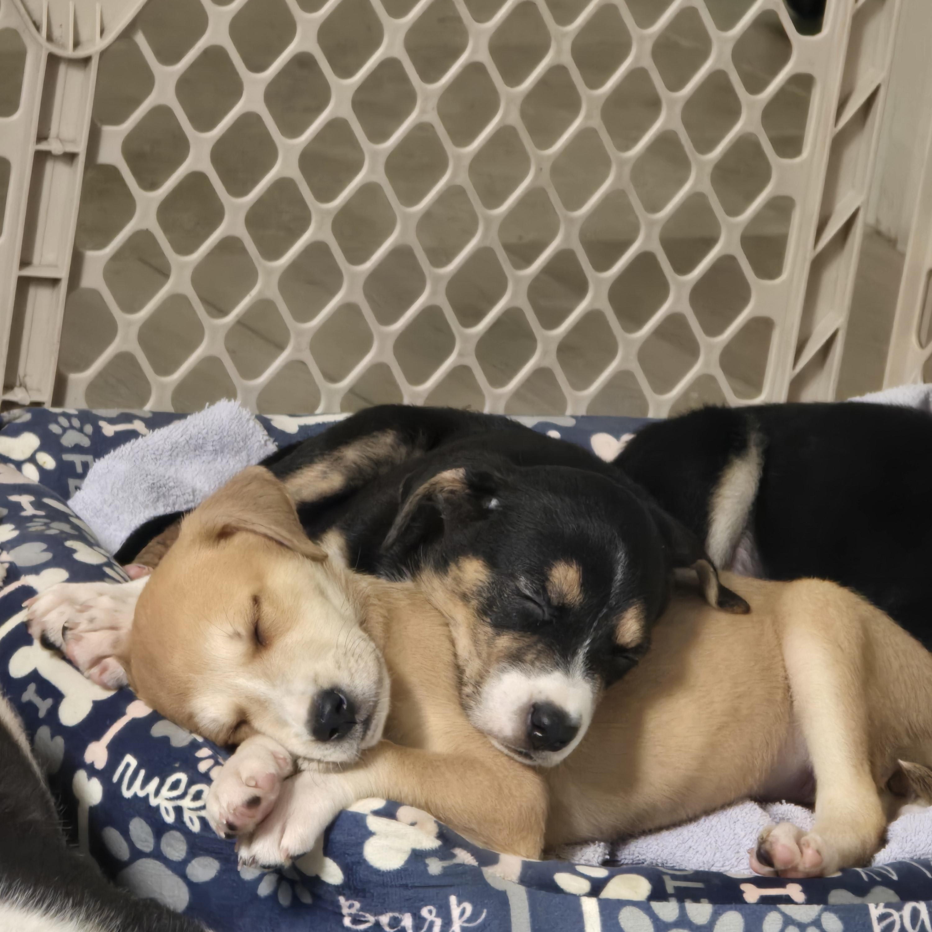 Angel and Cindy, Adoptable, Puppy Female German Shepherd Dog.