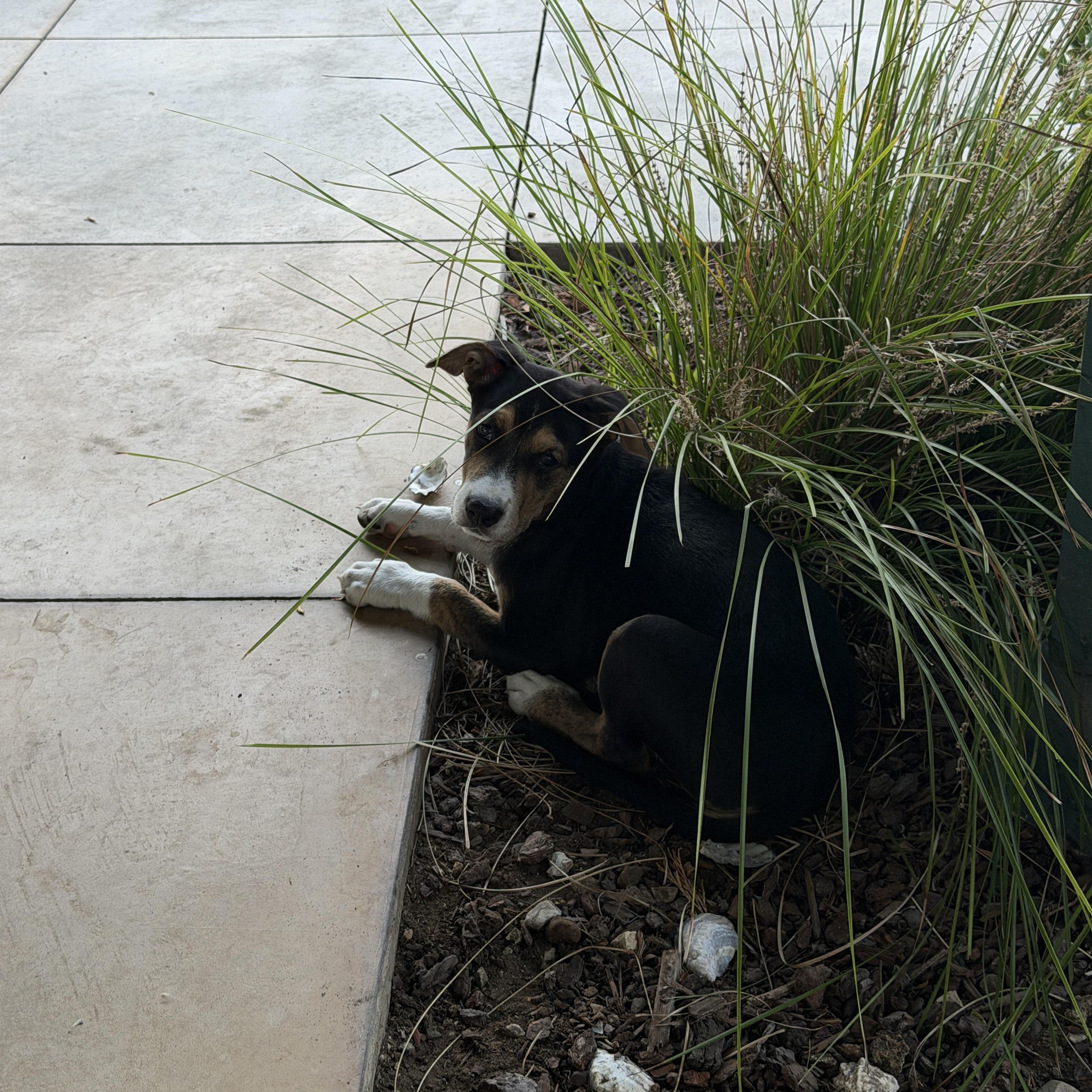 Enlarge Angel and Cindy, a Adoptable mixed breed in Santa Barbara, CA image 5/6