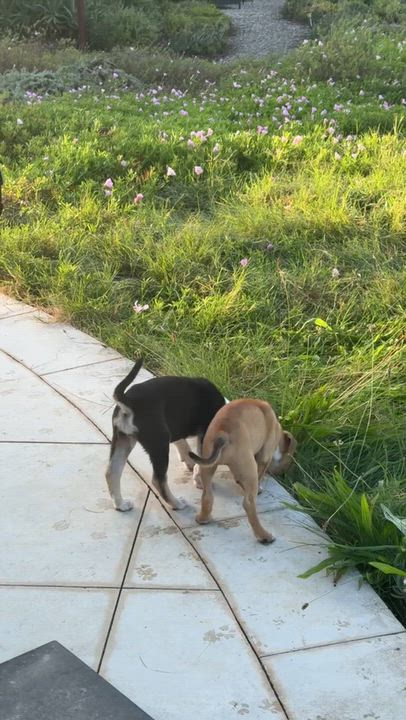 Enlarge Angel and Cindy, a Adoptable mixed breed in Santa Barbara, CA video 4/6