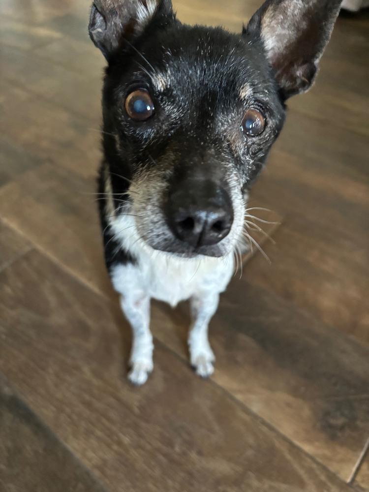 Douglas, Adoptable, Senior Male Chihuahua.