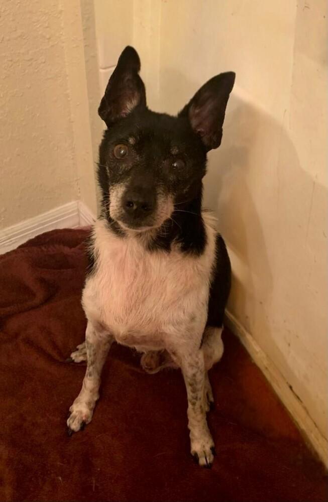 Douglas, a Adoptable mixed breed in Winter Garden, FL image 3/4