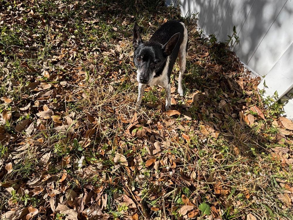 Douglas, a Adoptable mixed breed in Winter Garden, FL image 4/4