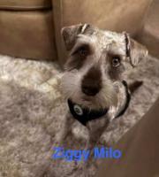 Ziggy Milo, Adopted, Adult Male Schnauzer.