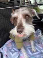 Ziggy Milo, a Adopted Schnauzer in Alpharetta, GA image 2/2